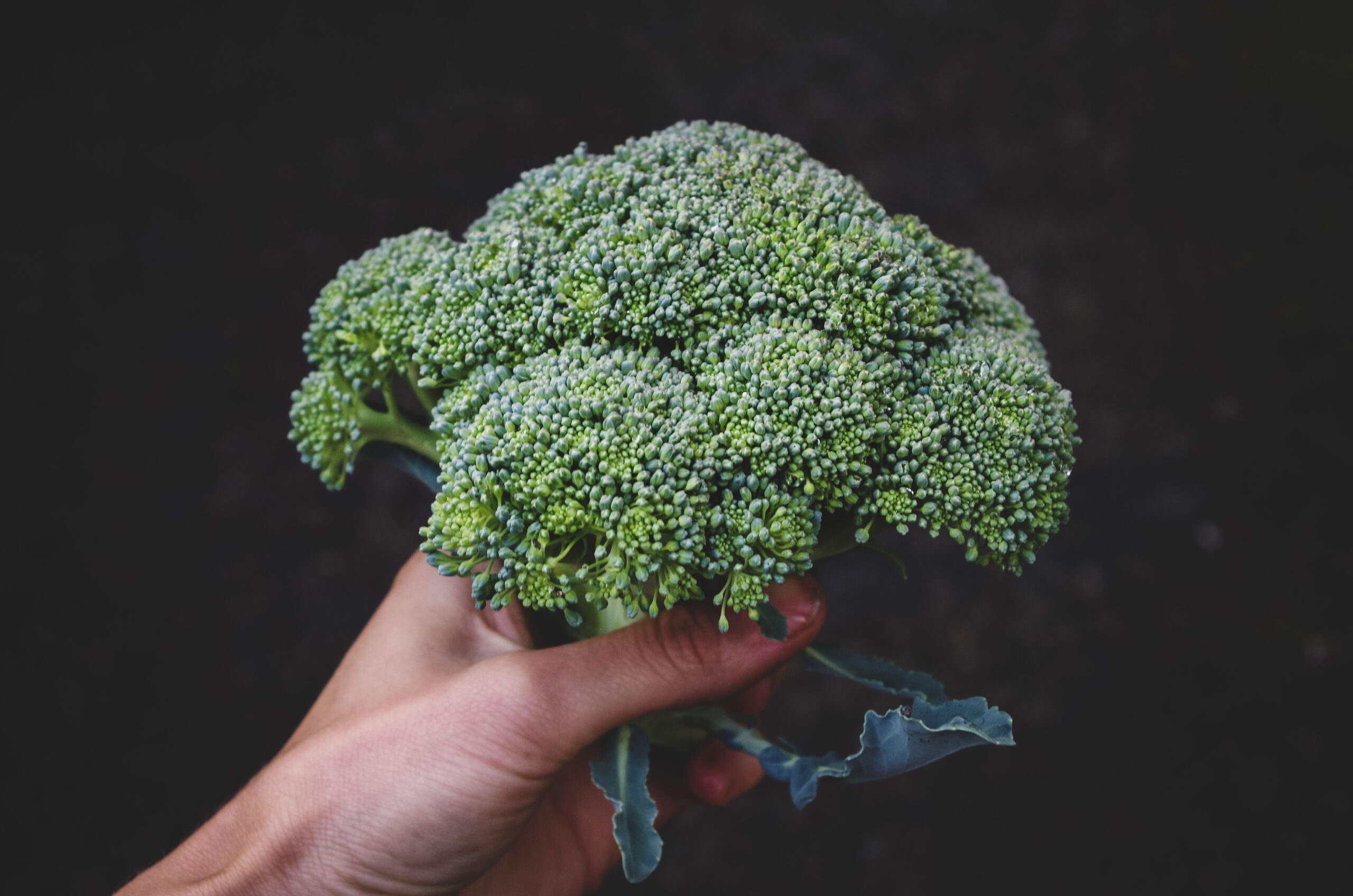 Calabrese Broccoli