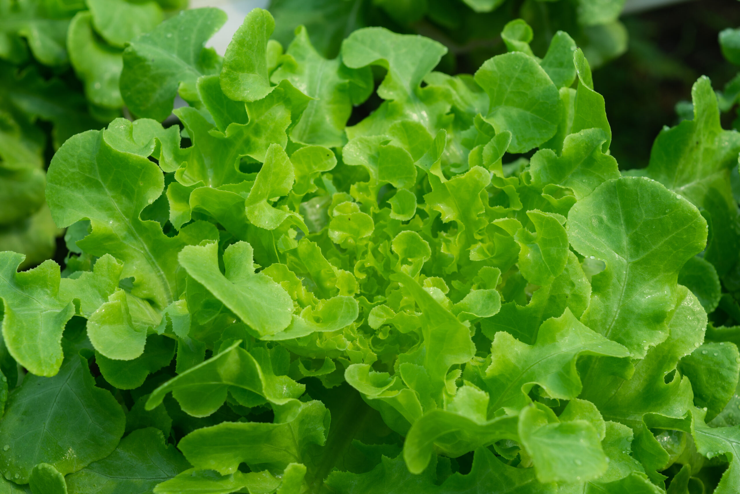 fall garden Green Oak-Leaf Lettuce