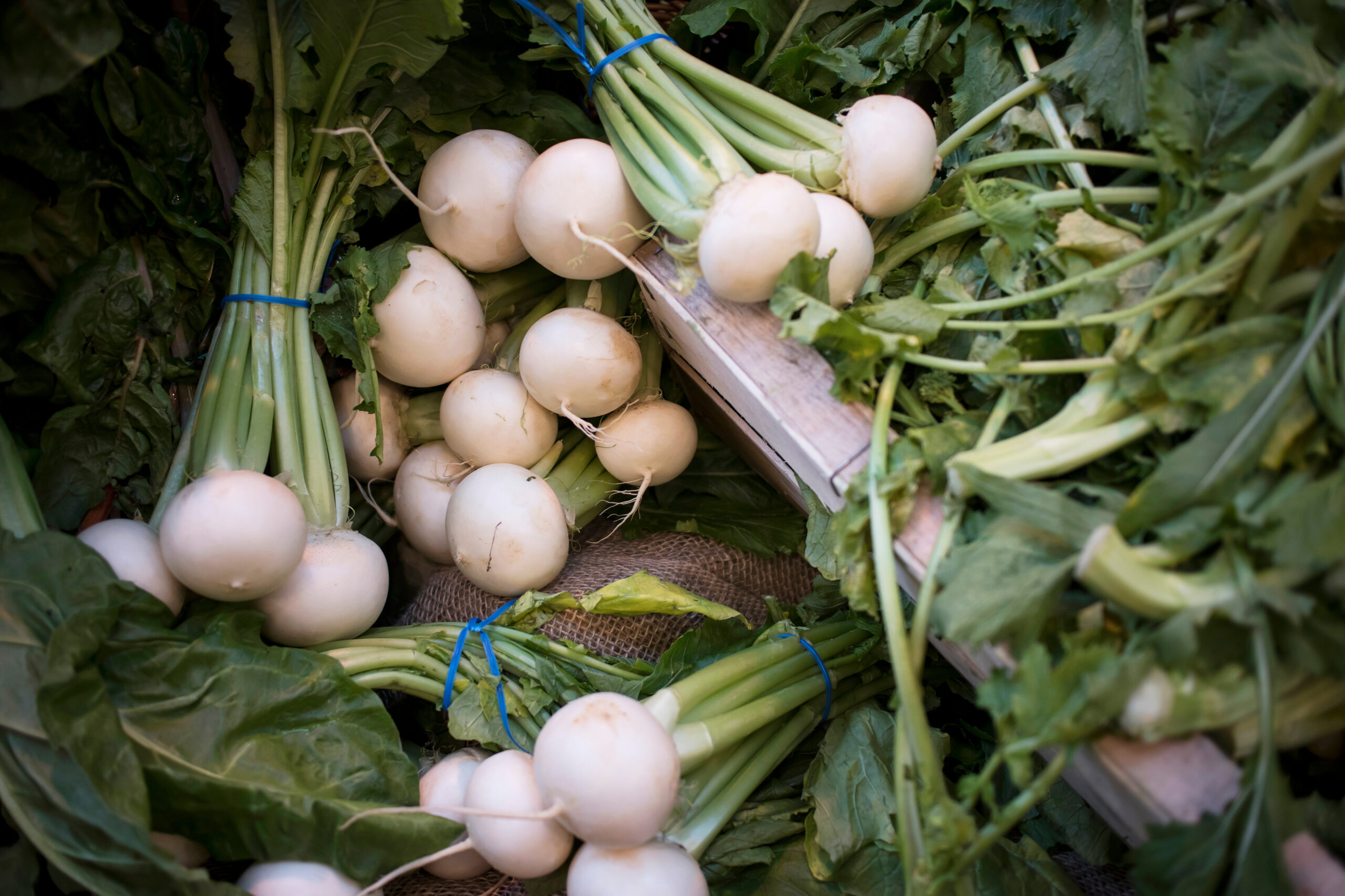 Philadelphia White Box Radish