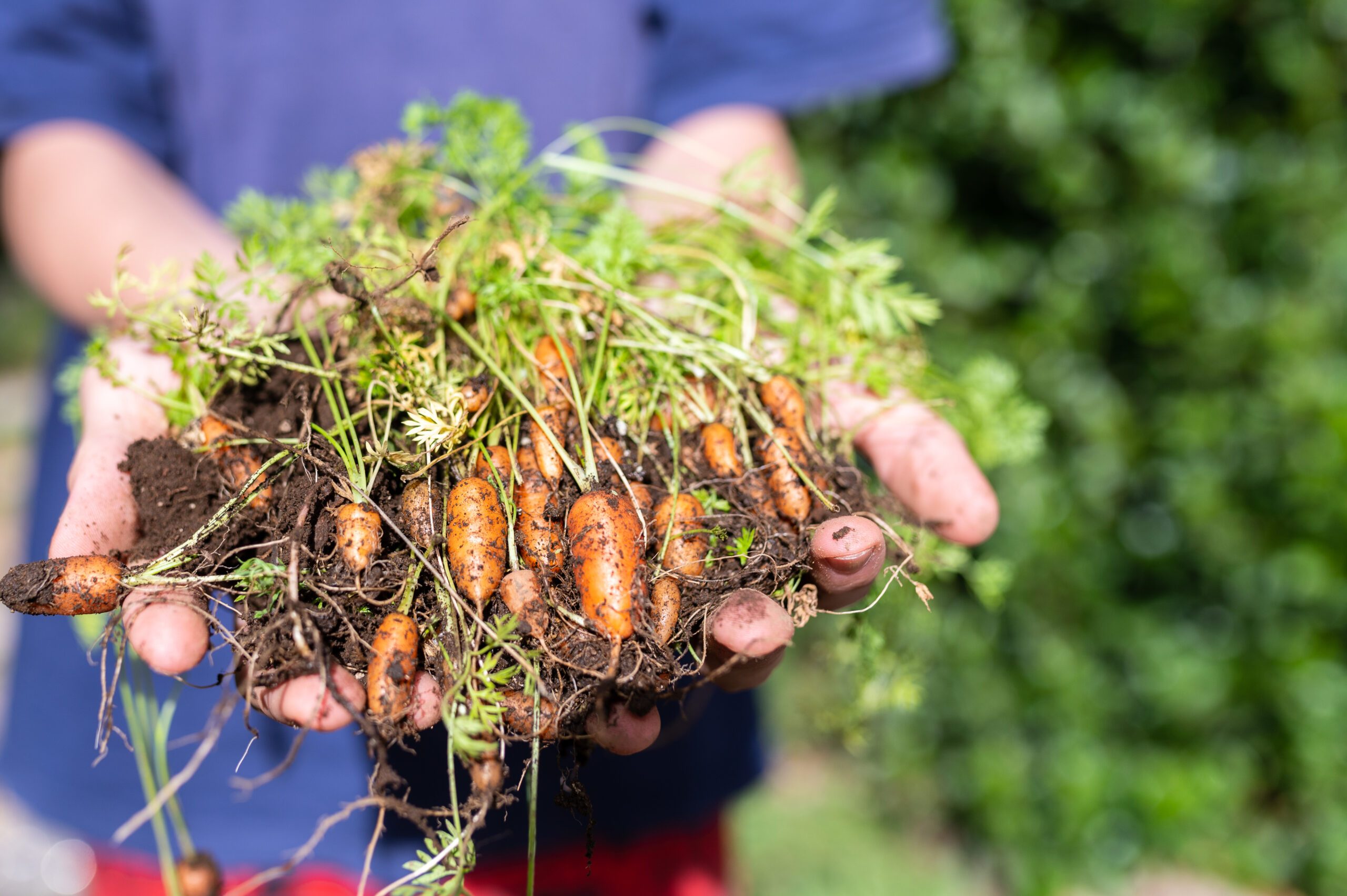 Little Fingers Carrot 