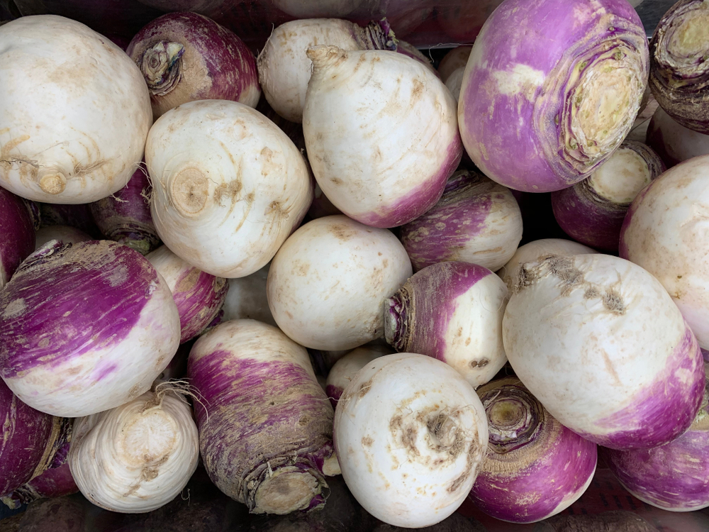 Purple Top White Globe Turnip