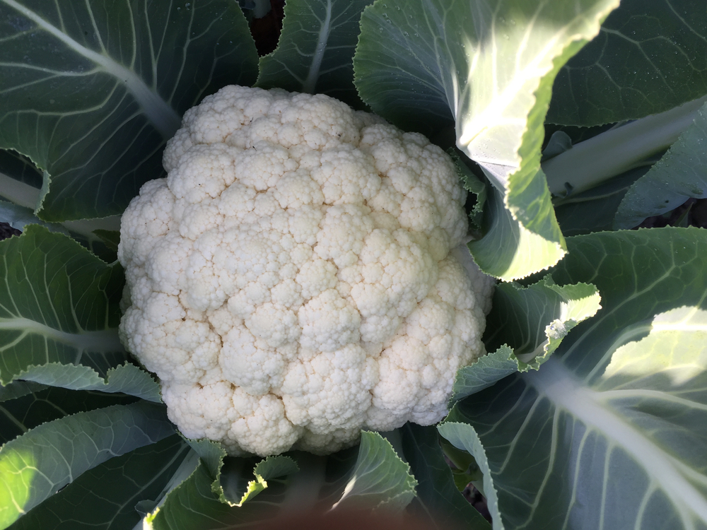 fall Snowball Cauliflower