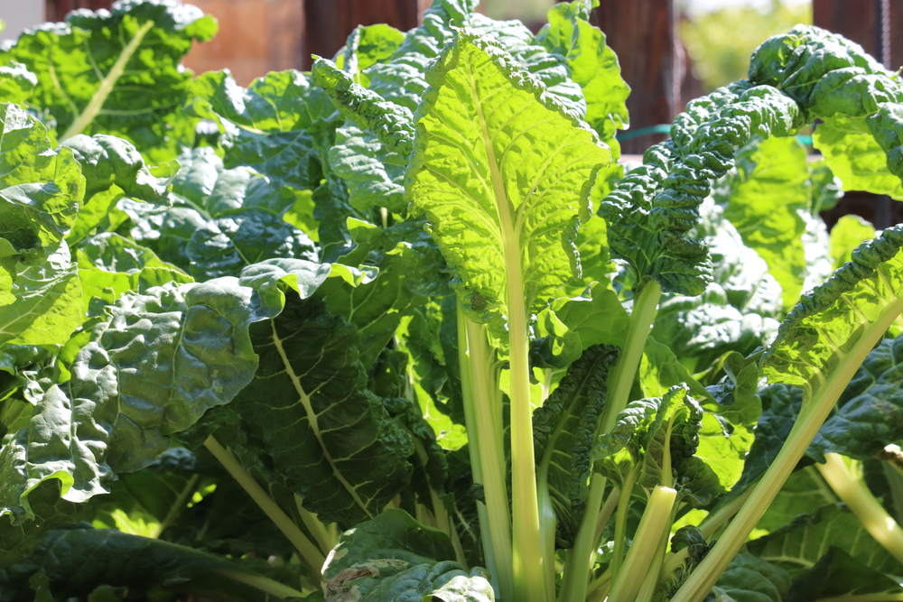 Fordhook Giant Swiss Chard for fall gardening