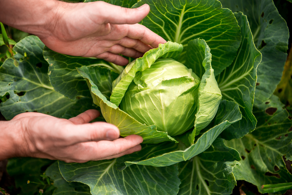 fall garden Copenhagen Market Cabbage