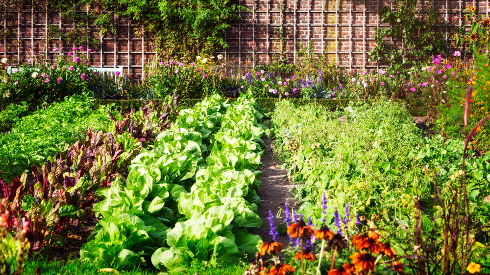 fall garden